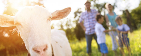 vacances à la ferme