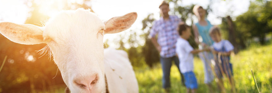 vacances à la ferme